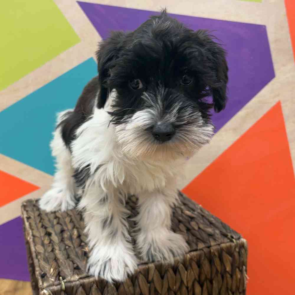 carousel pet images