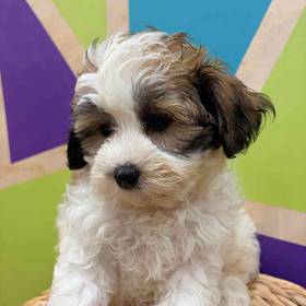 Shipoo