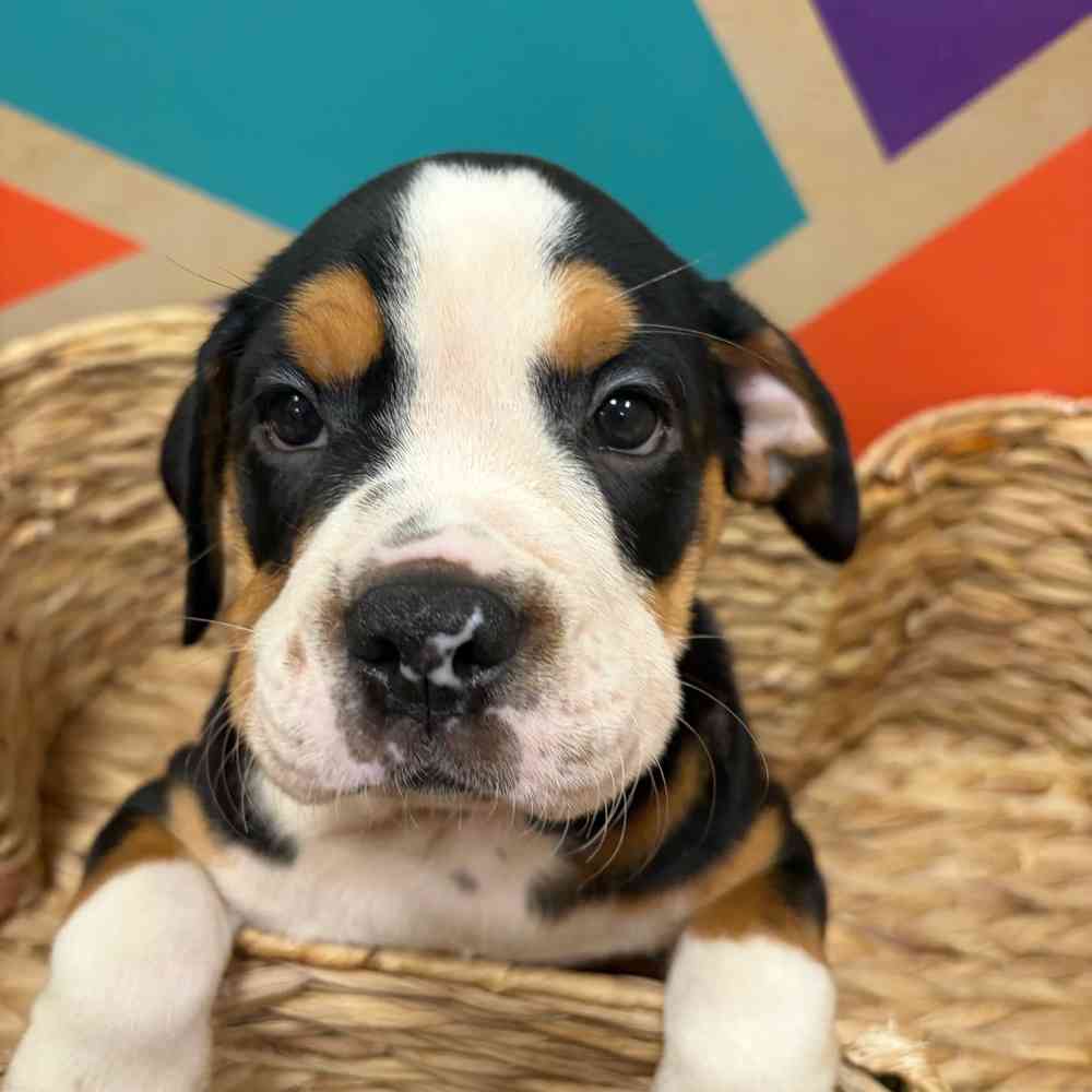carousel pet images
