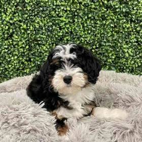 Mini Bernedoodle