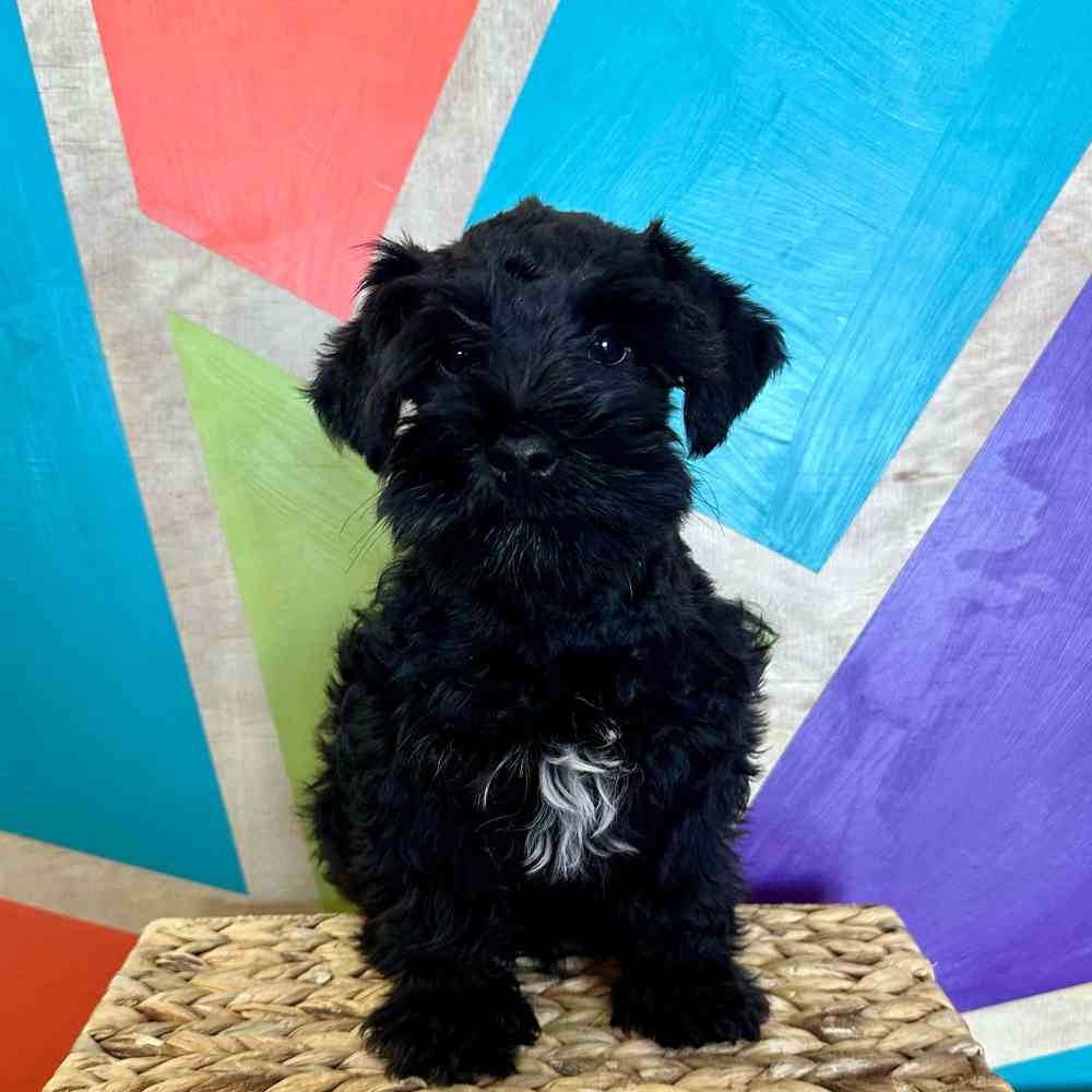 carousel pet images