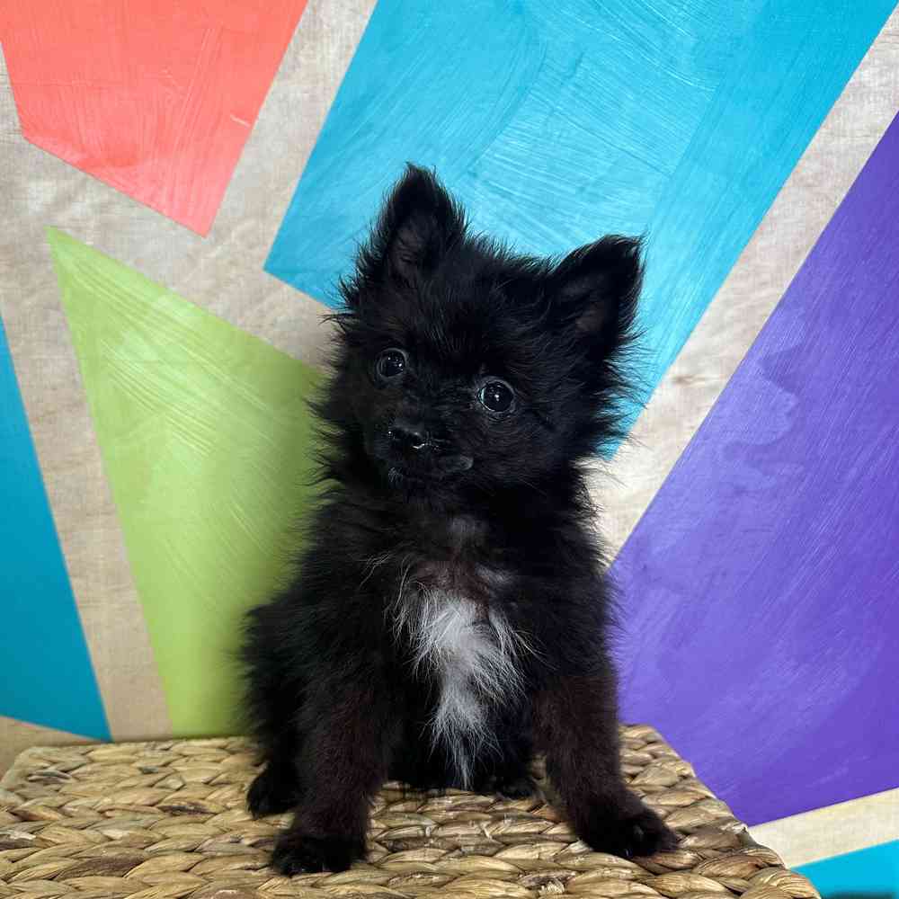 Image of a pet breed in the gallery