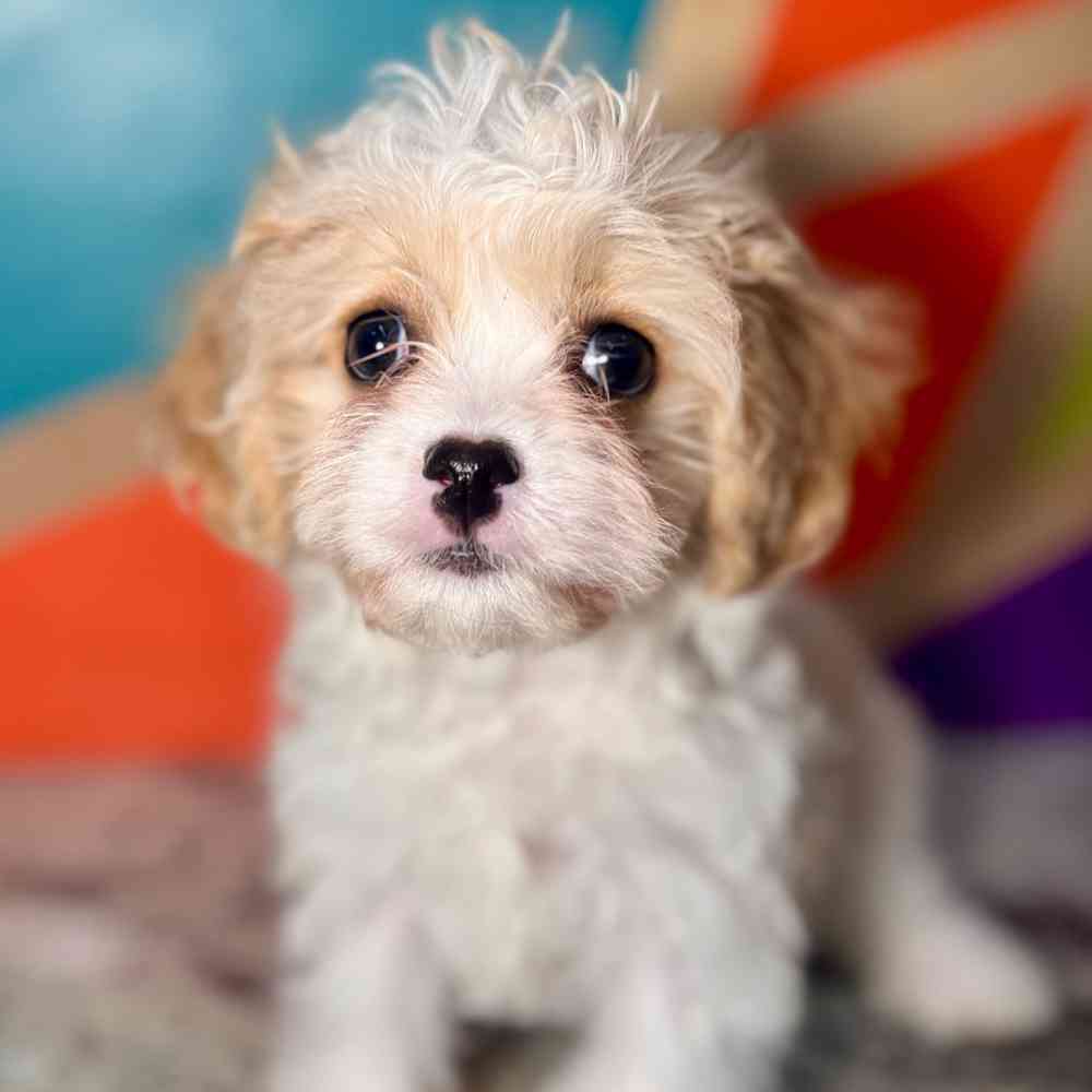 Image of a pet breed in the gallery