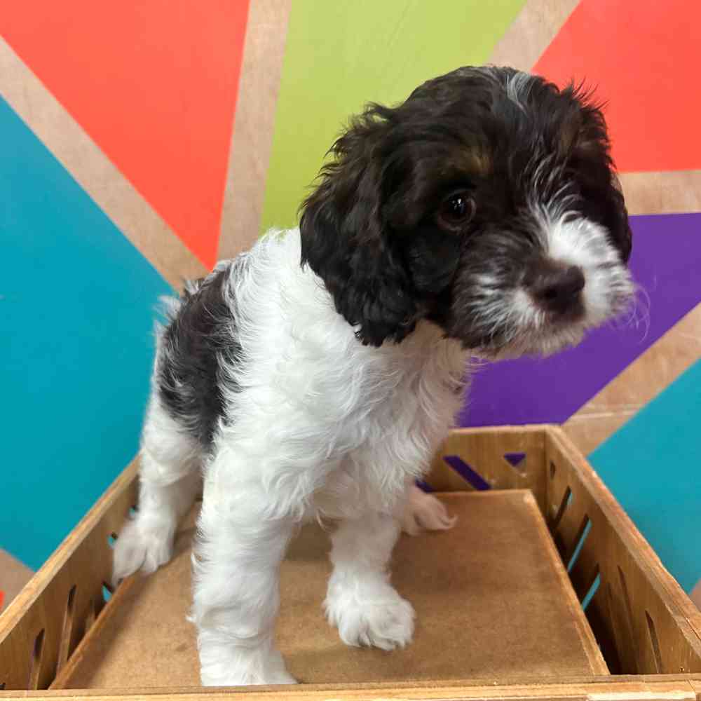 carousel pet images