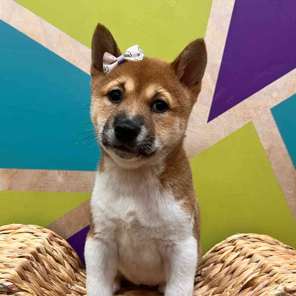 Female Shiba Inu Puppy for sale | Petland Wichita West