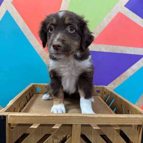 Mini Aussie