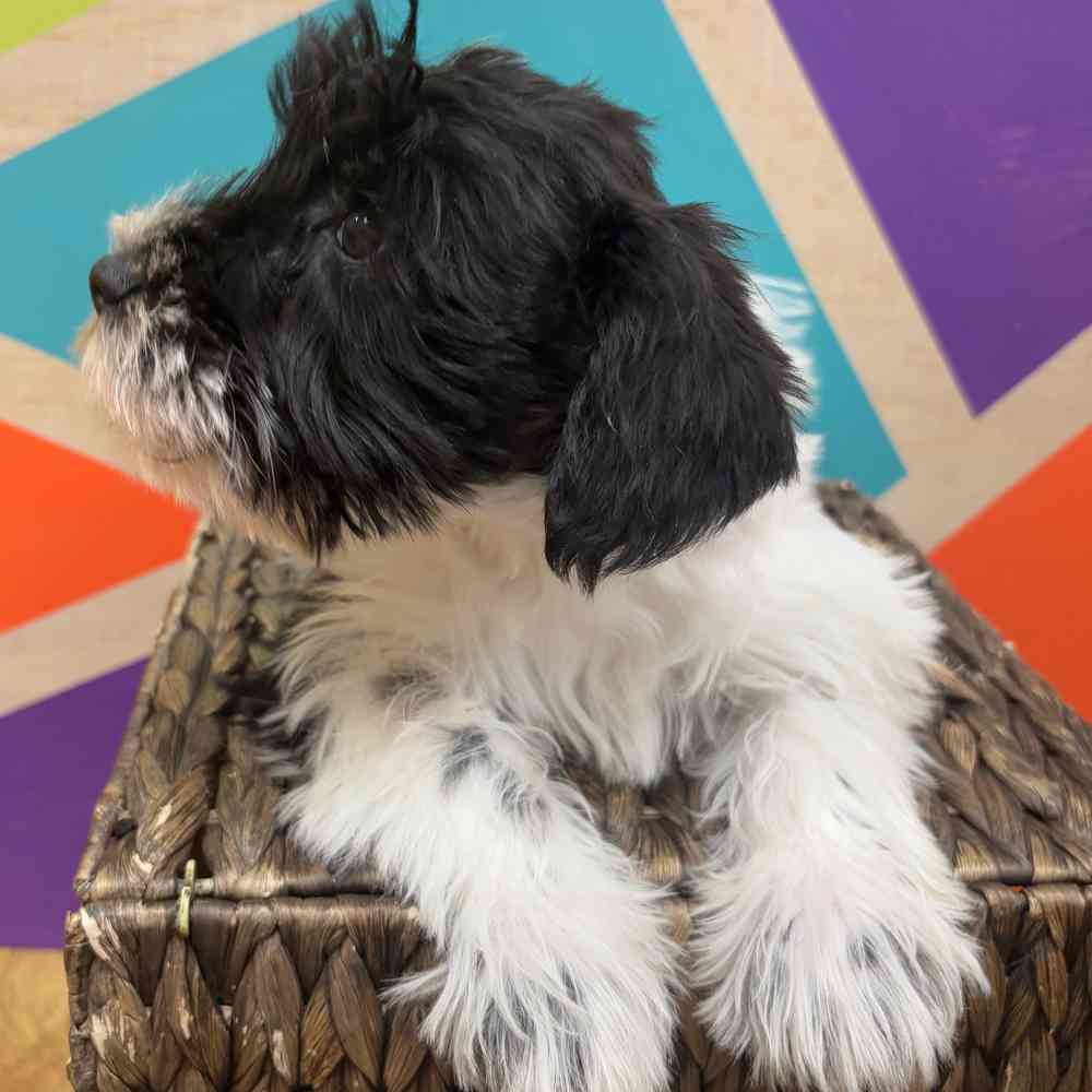 carousel pet images