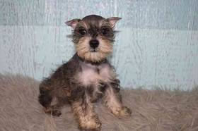 Mini Schnauzer