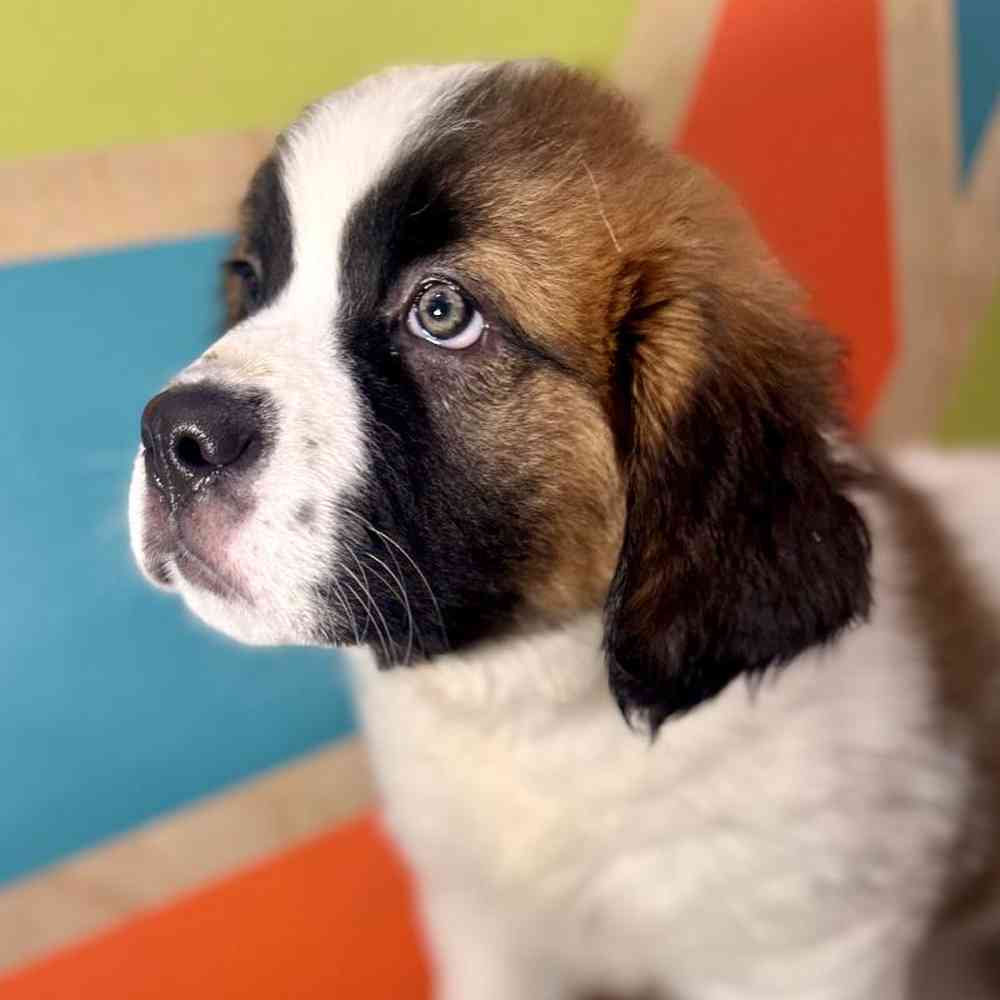 Image of a pet breed in the gallery