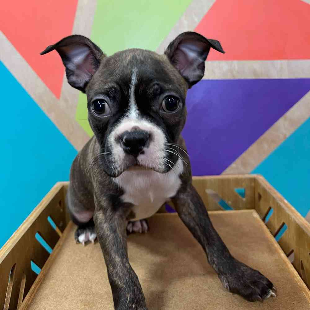 Boston Terrier Puppies: Why a Boston May be Perfect For You, image size:1000x1000