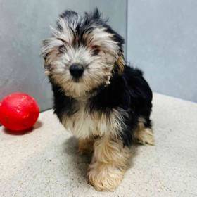 Morkie
