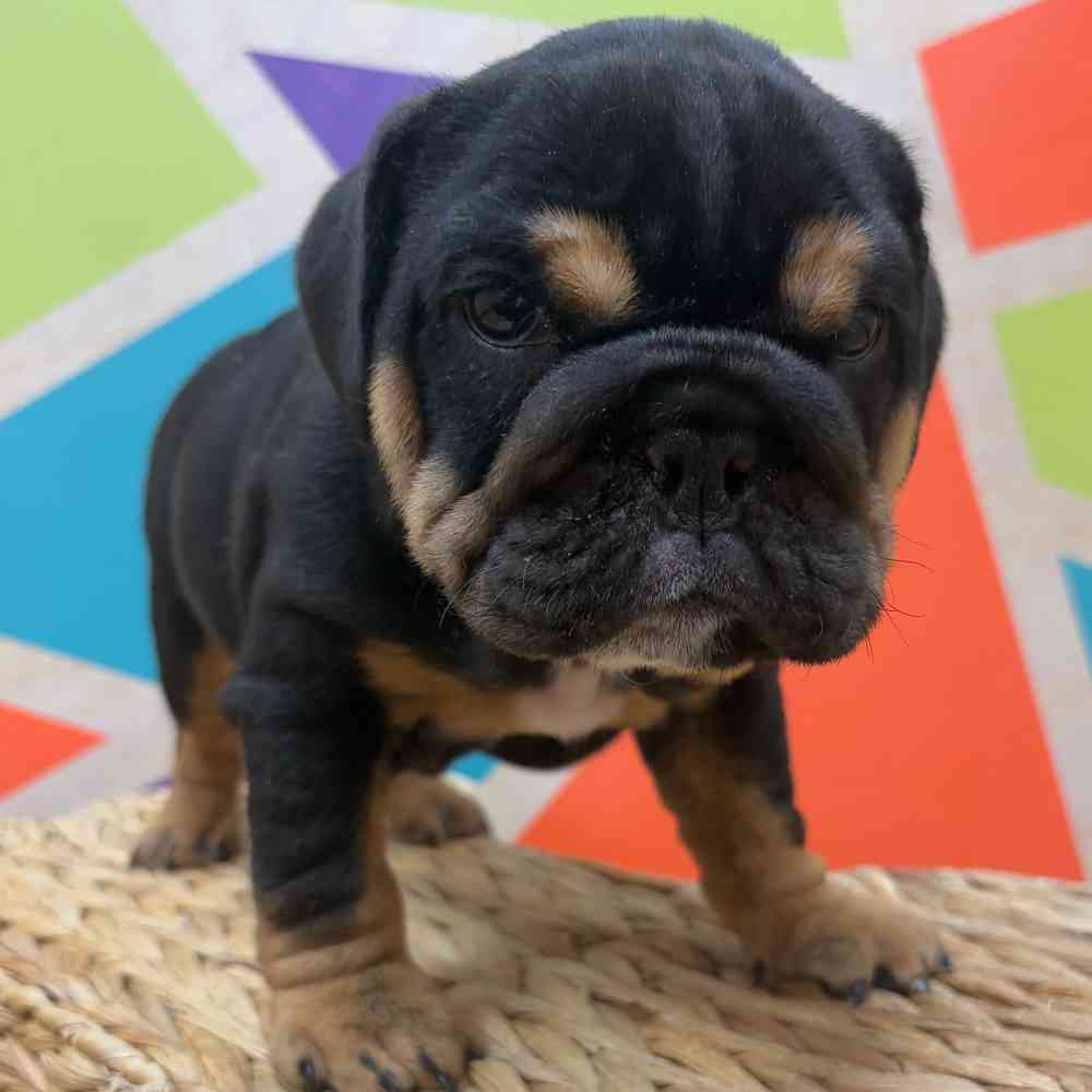carousel pet images