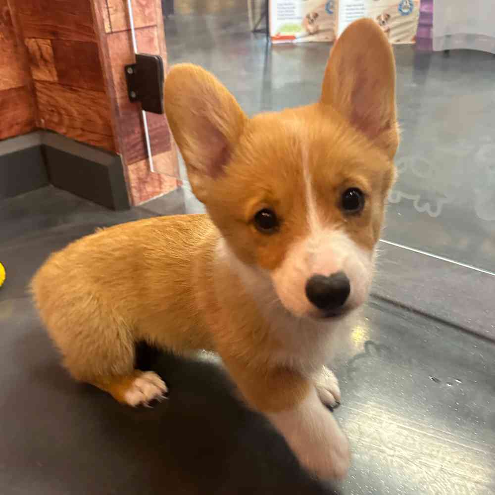 carousel pet images