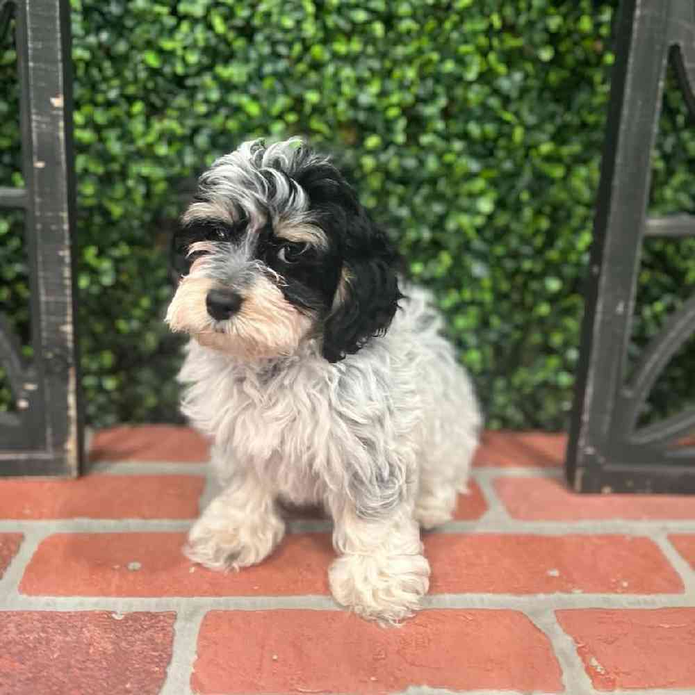 Female Cockapoo Puppy for Sale in Joplin, MO