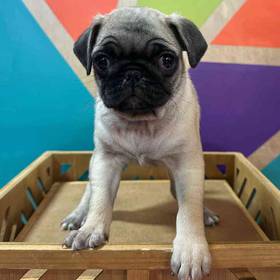 Pug
