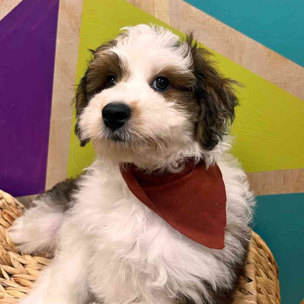 carousel pet images