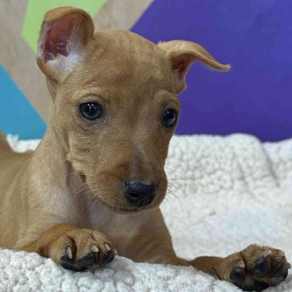pet breed image
