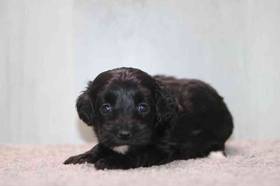 Mini Poodle
