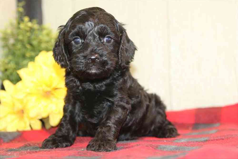 pet breed image