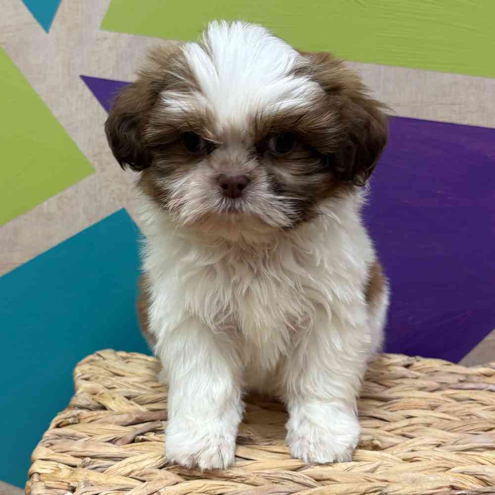 carousel pet images
