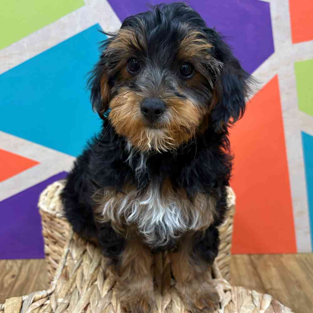 carousel pet images