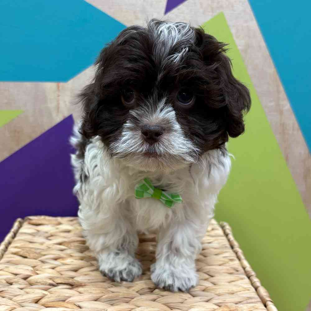 carousel pet images