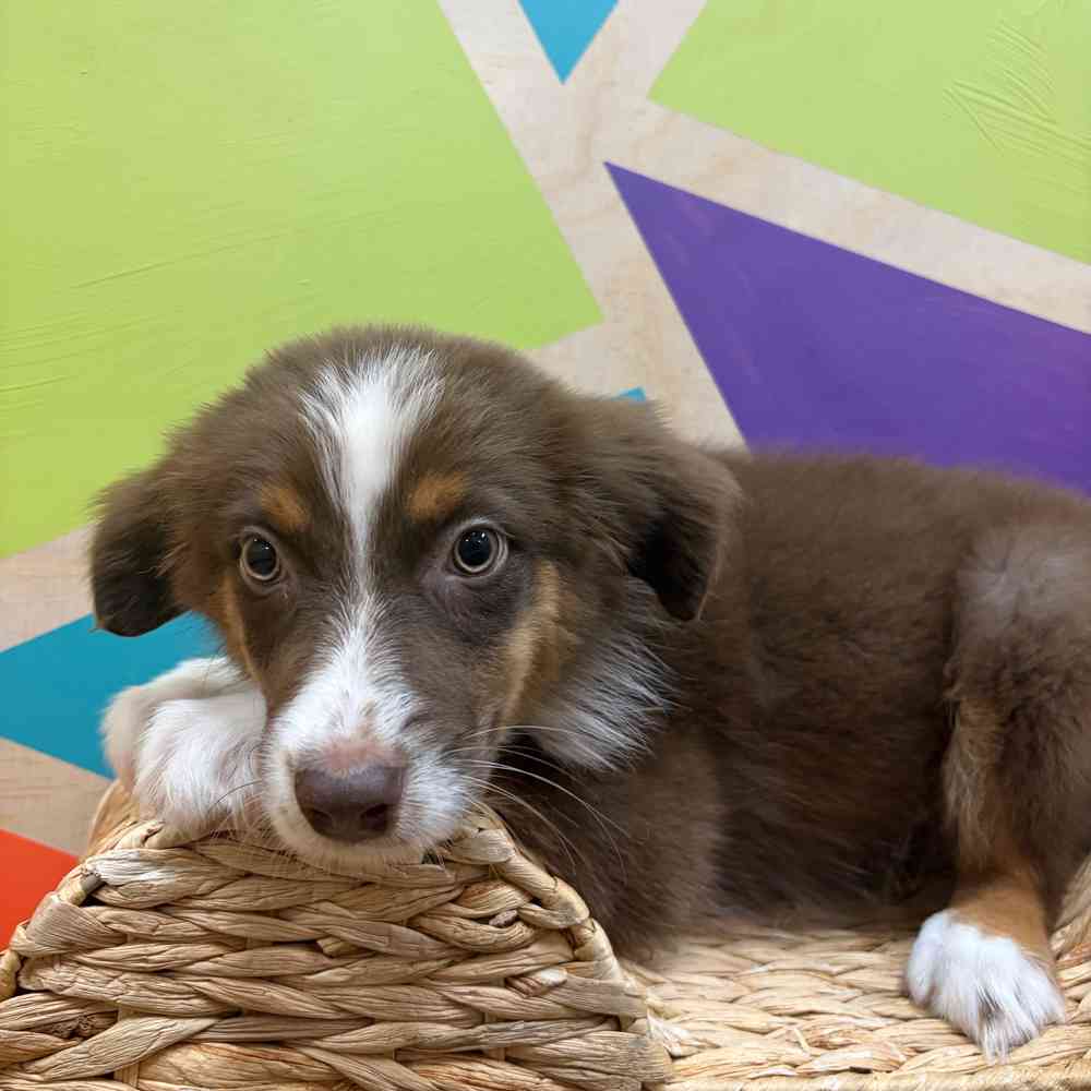 carousel pet images