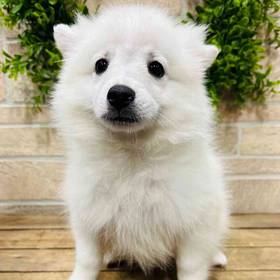 American Eskimo