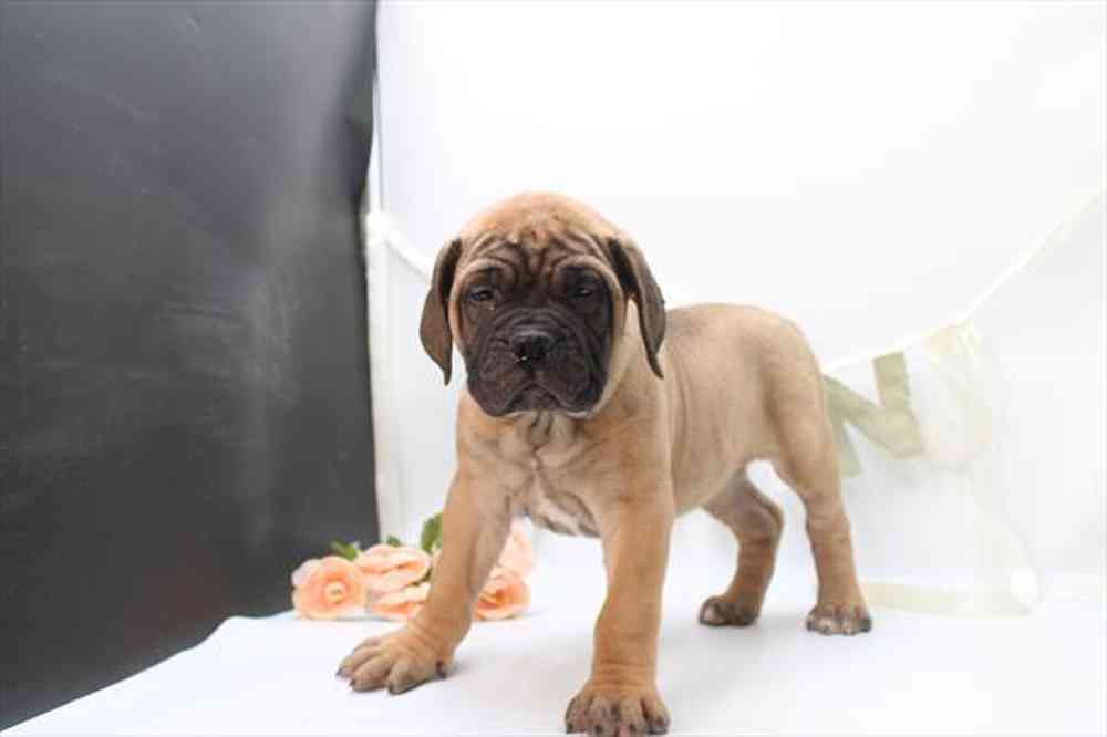 pet breed image