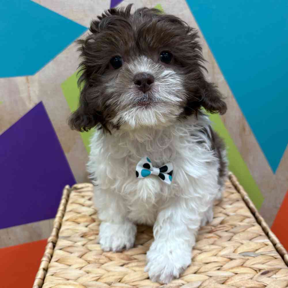 carousel pet images