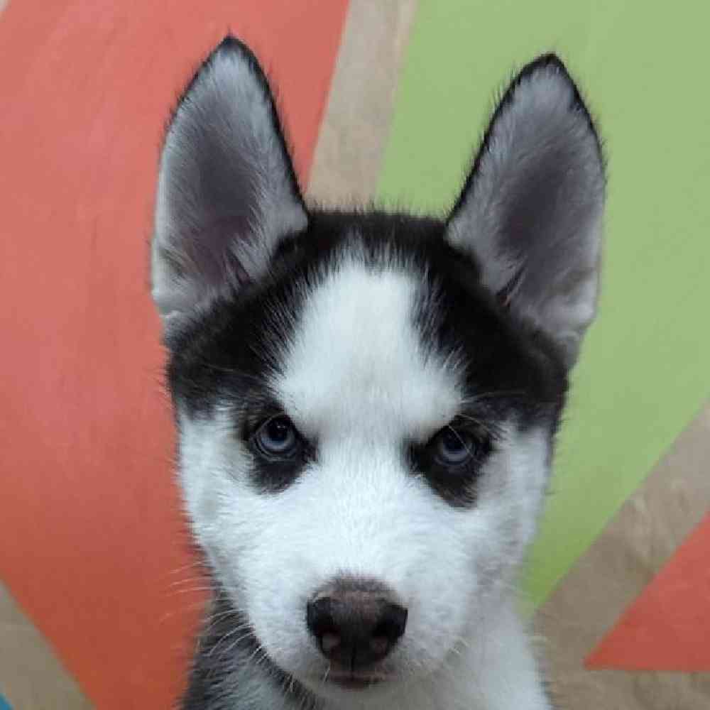 pet breed image