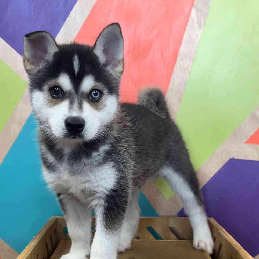 carousel pet images
