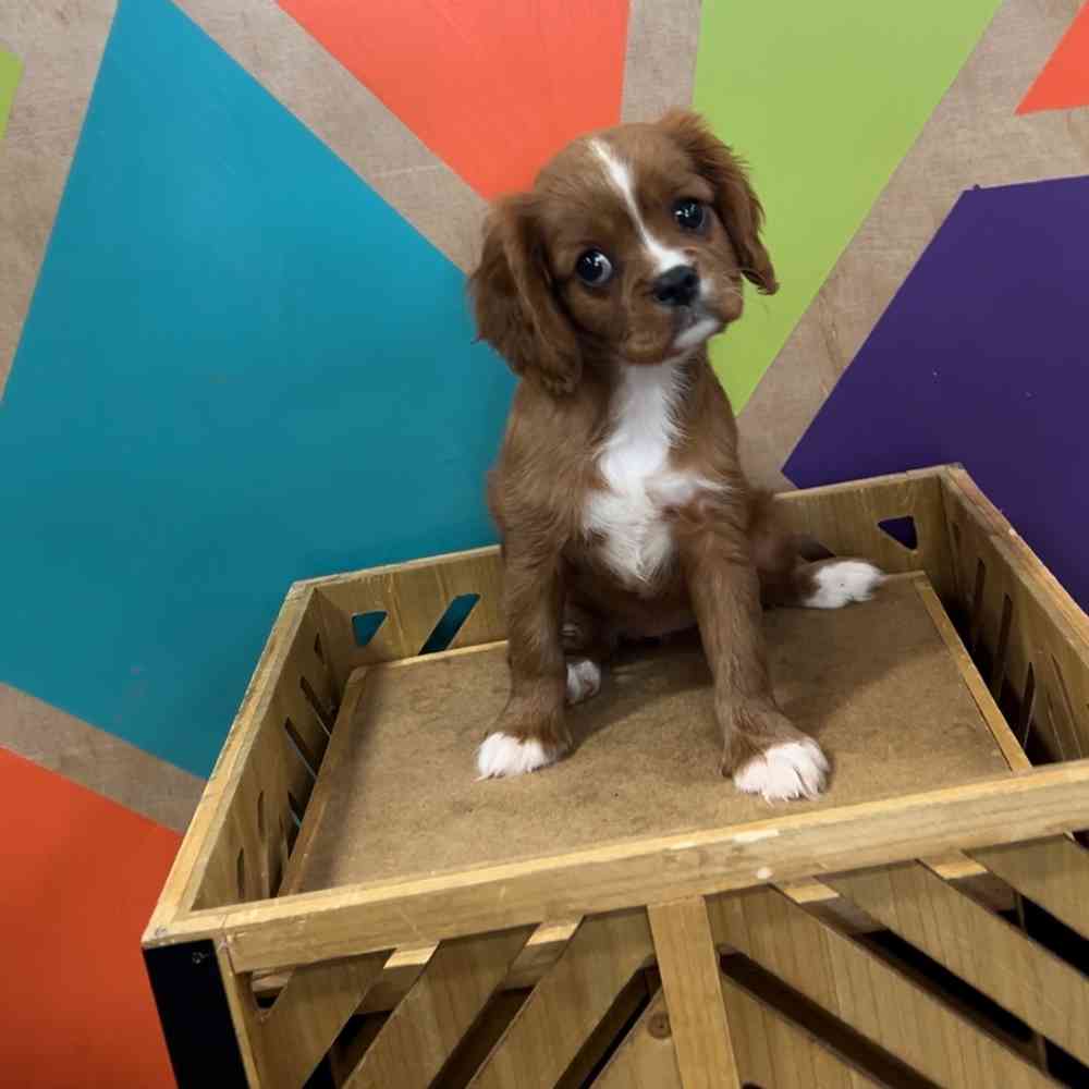 pet breed image