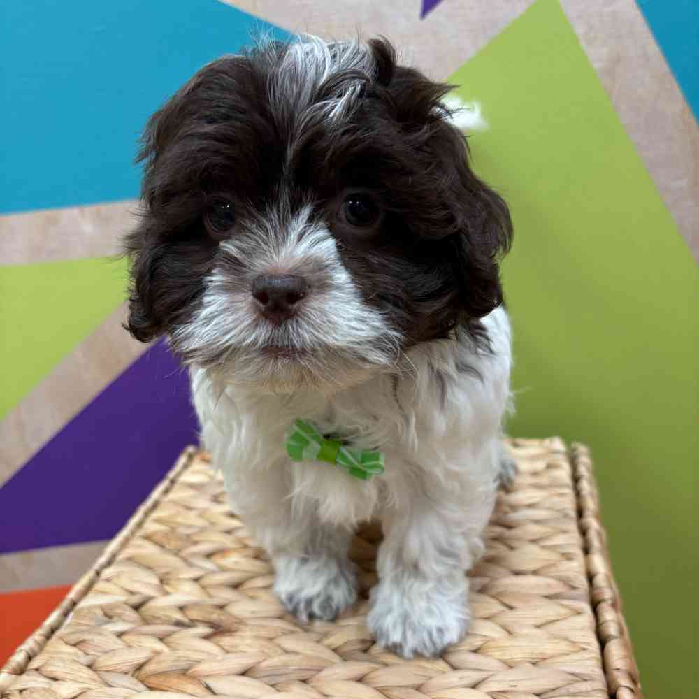 carousel pet images