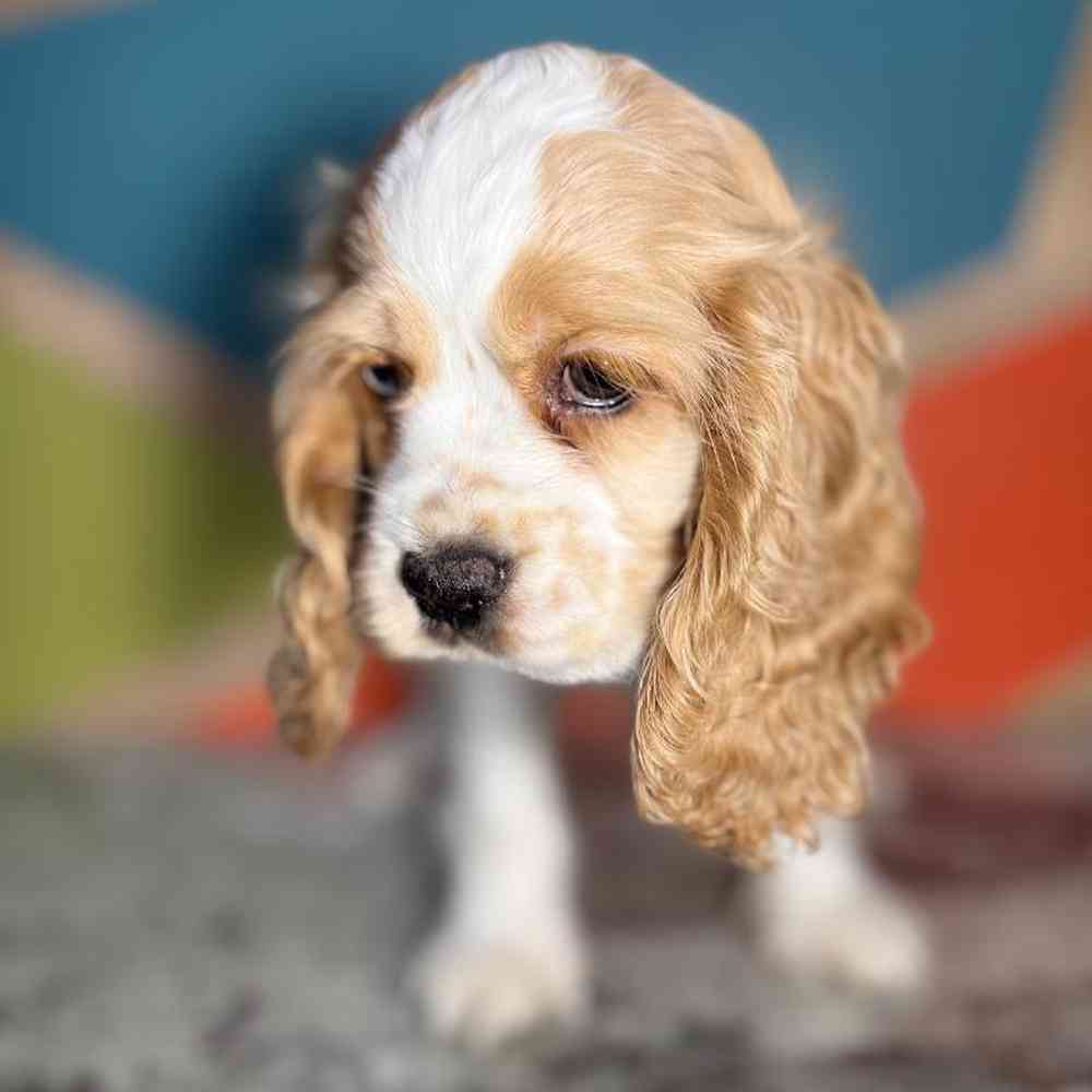 Image of a pet breed in the gallery