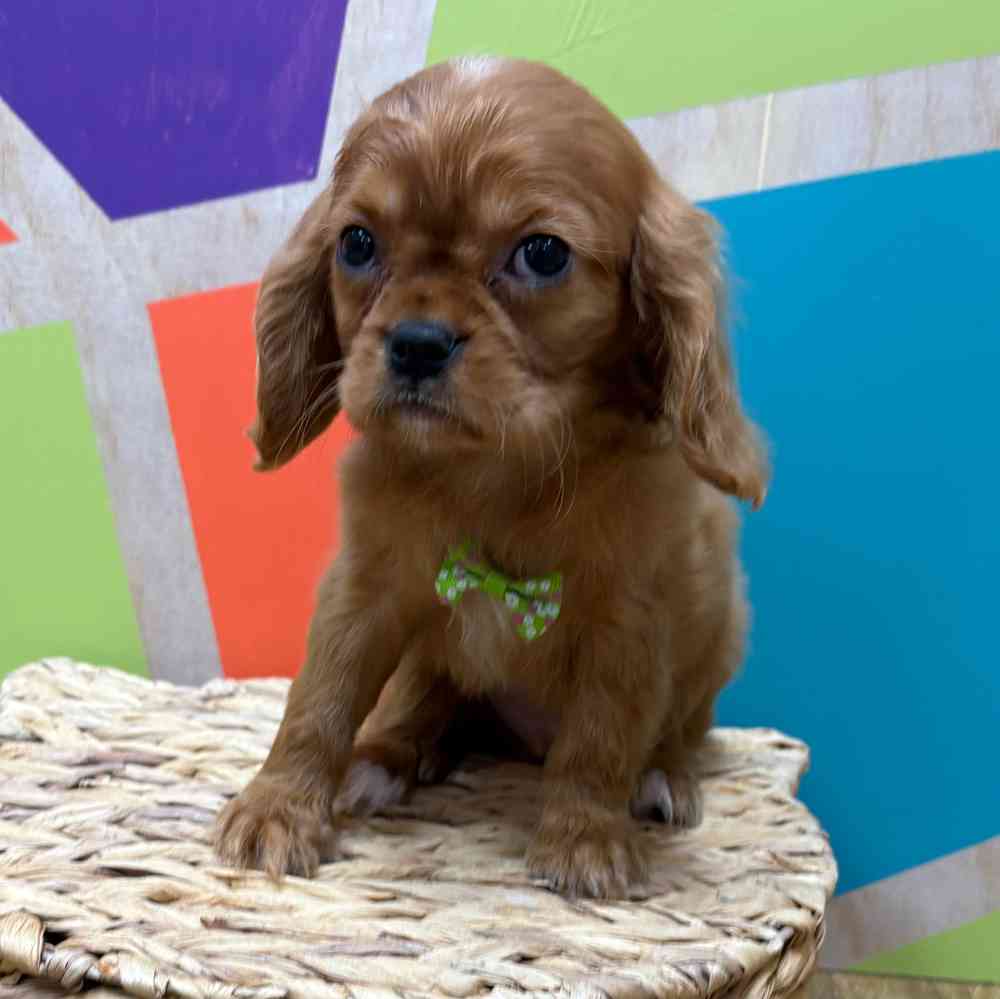 carousel pet images