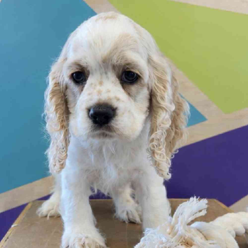 pet breed image