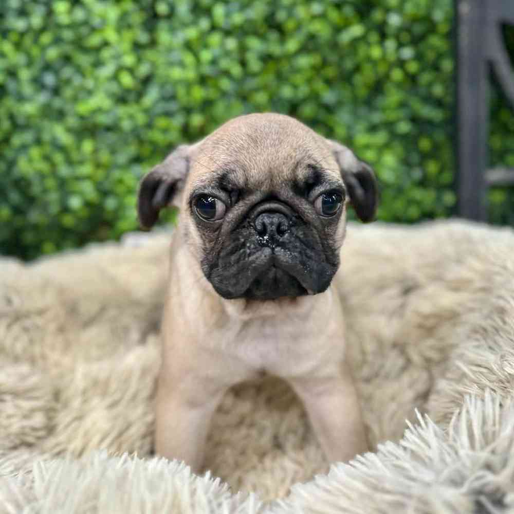 Male Pug Puppy for Sale in Rogers, AR