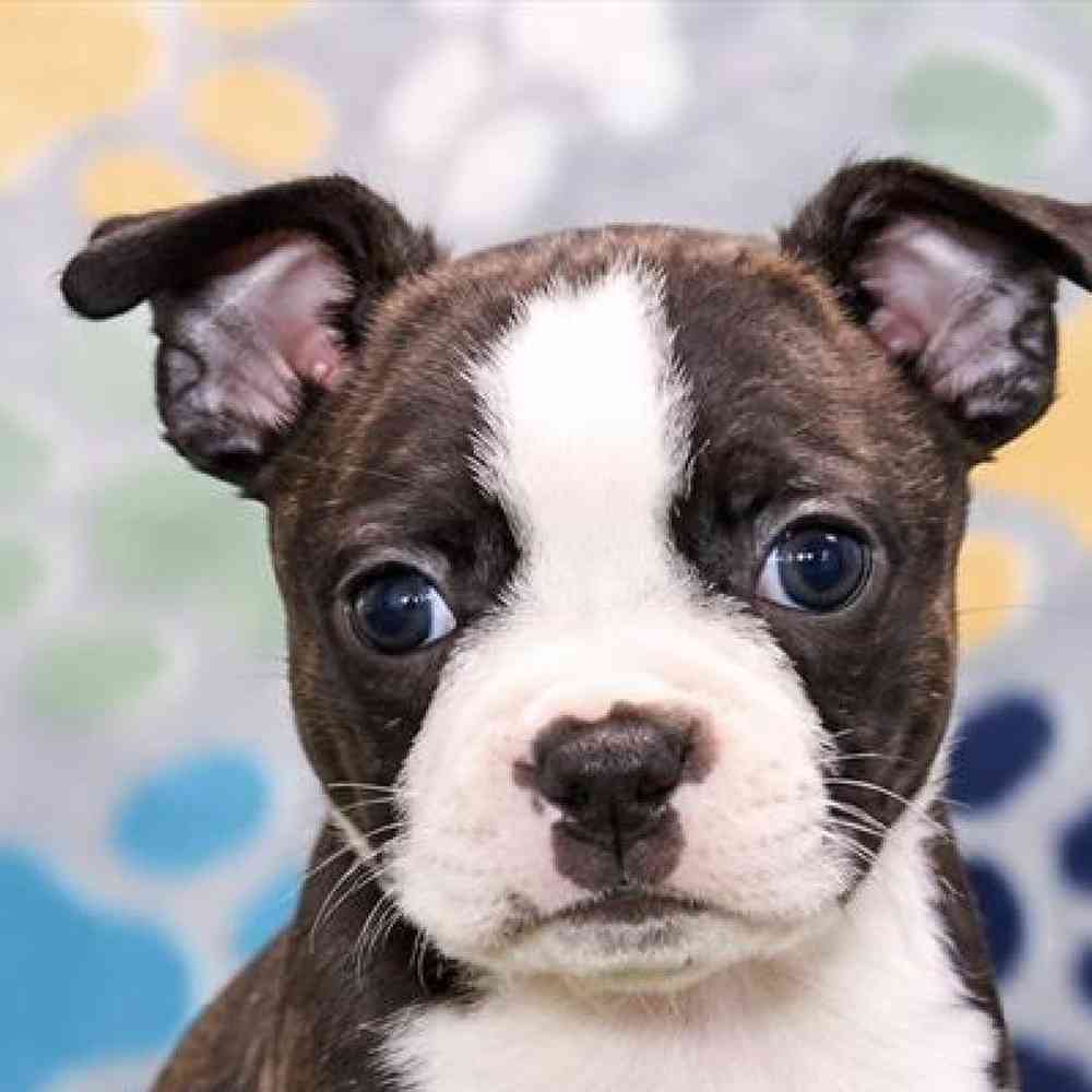 Image of a pet breed in the gallery