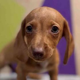 Dachshund