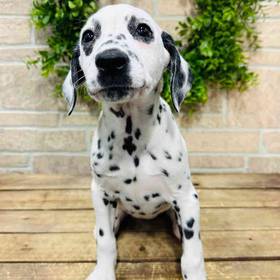Dalmatian