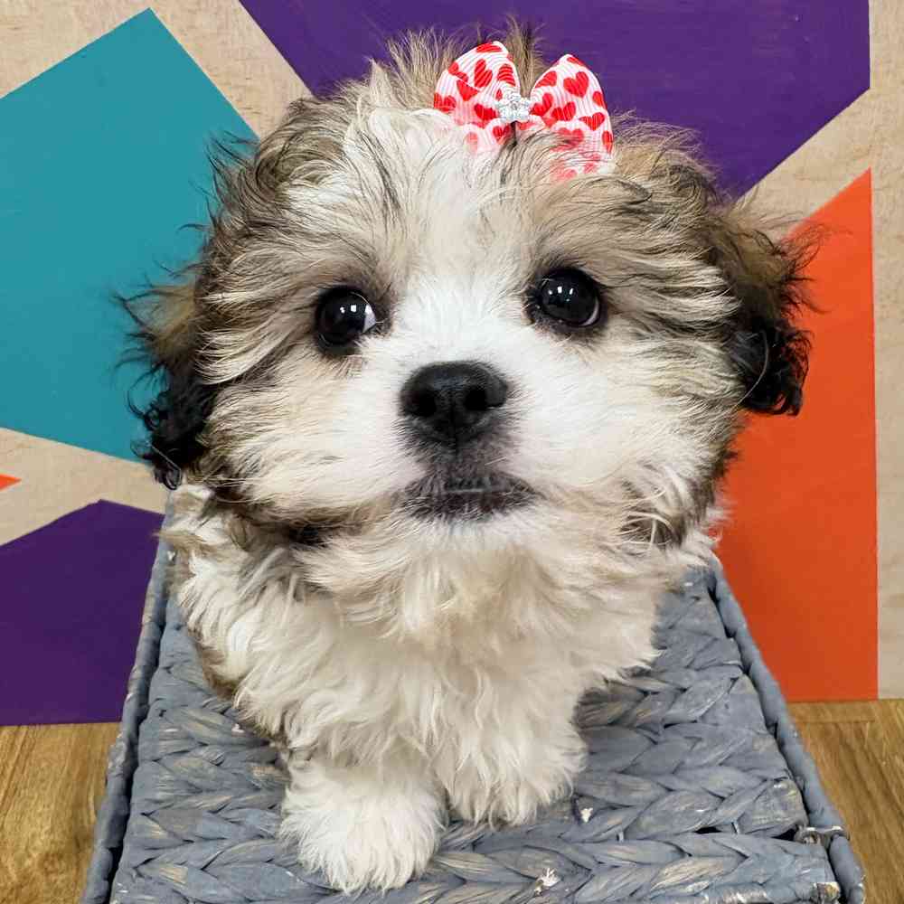 carousel pet images