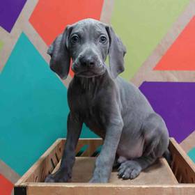 Weimaraner