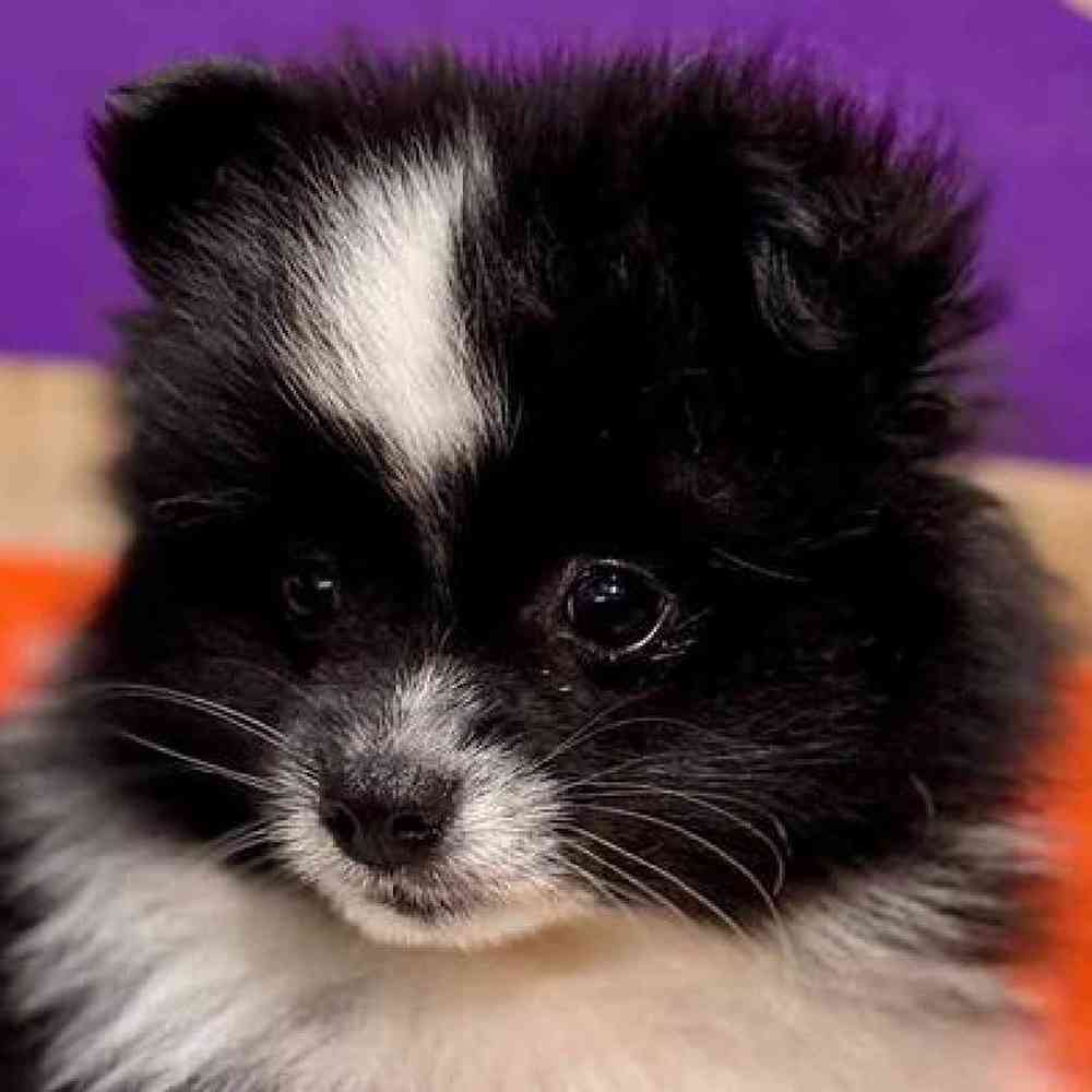 pet breed image