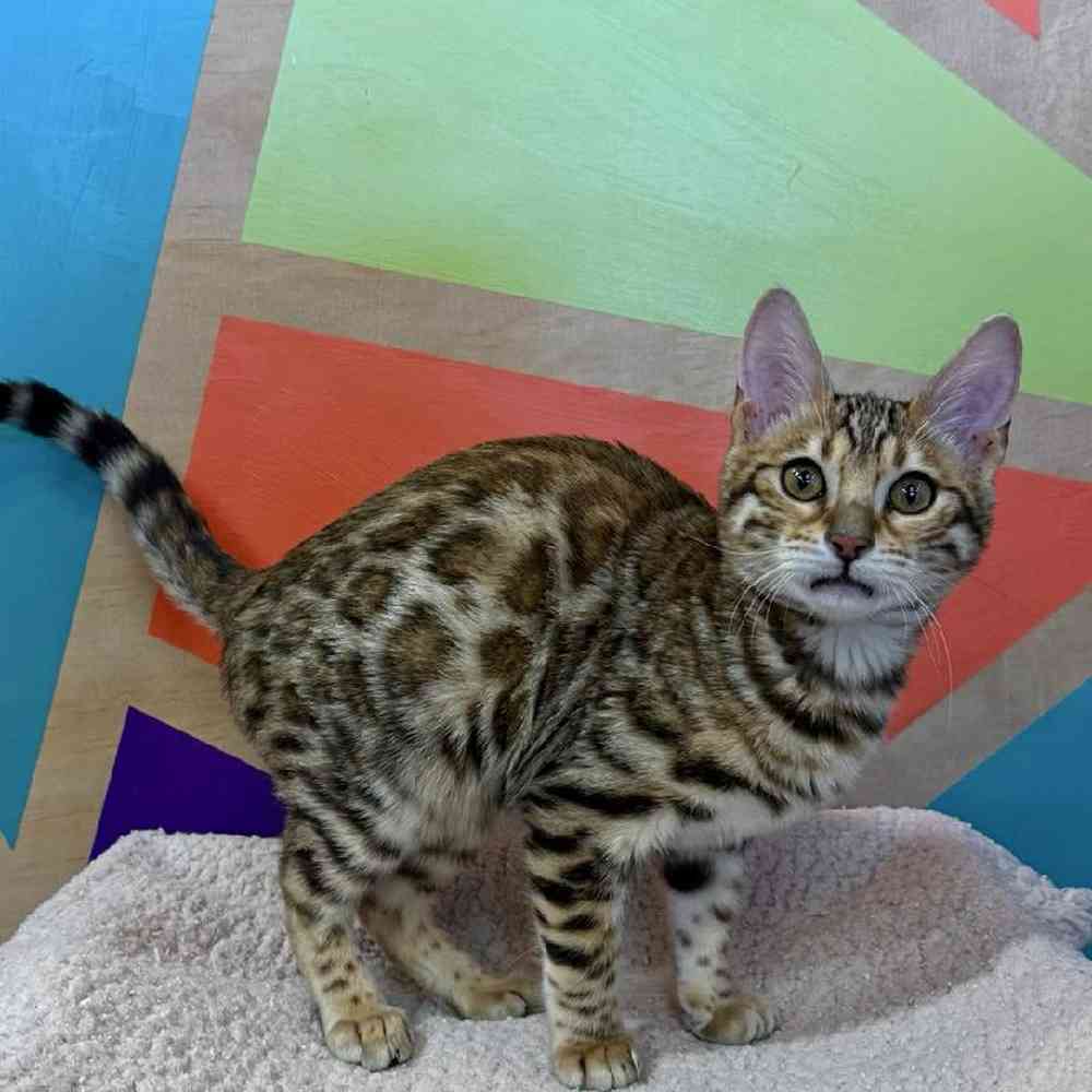 carousel pet images