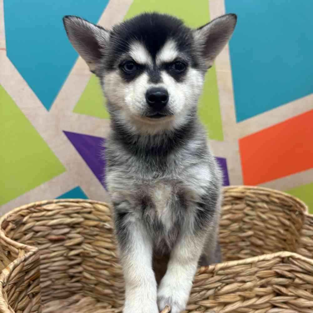 carousel pet images