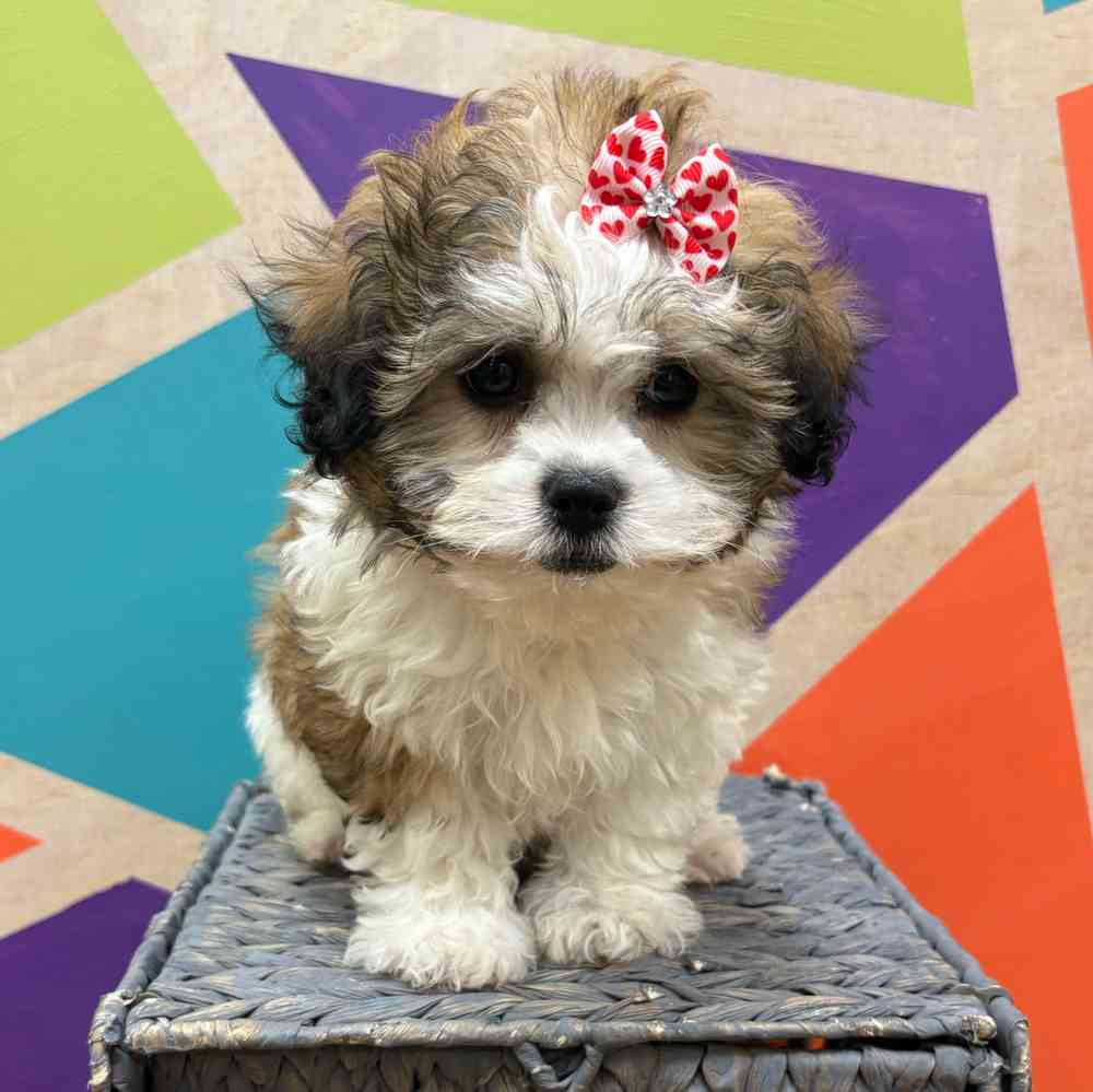 carousel pet images