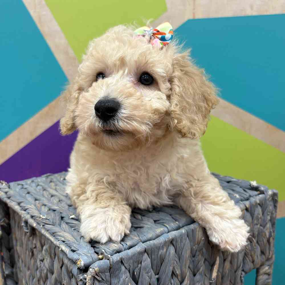 carousel pet images