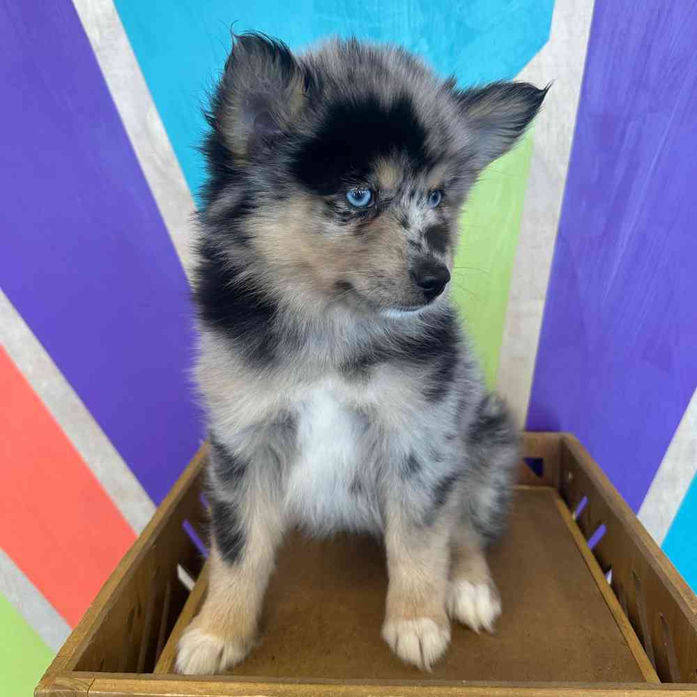 carousel pet images