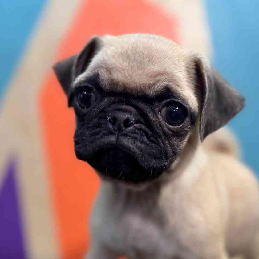 Image of a pet breed in the gallery